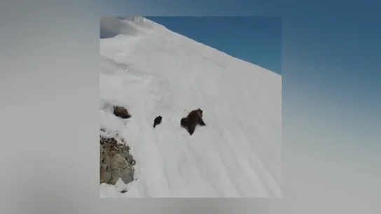 .Ni en Palencia ni en Asturias, las angustiosas imágenes de una osa intentando que su osezno escape de un ave rapaz son de Rusia .Ni en Palencia ni en Asturias, las angustiosas imágenes de una osa intentando que su osezno escape de un ave rapaz son de Rusia