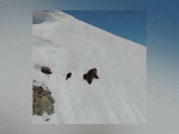 .Ni en Palencia ni en Asturias, las angustiosas imágenes de una osa intentando que su osezno escape de un ave rapaz son de Rusia .Ni en Palencia ni en Asturias, las angustiosas imágenes de una osa intentando que su osezno escape de un ave rapaz son de Rusia