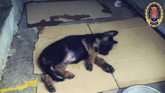 El cachorro que adoptar&aacute; la Polic&iacute;a Local de Granada