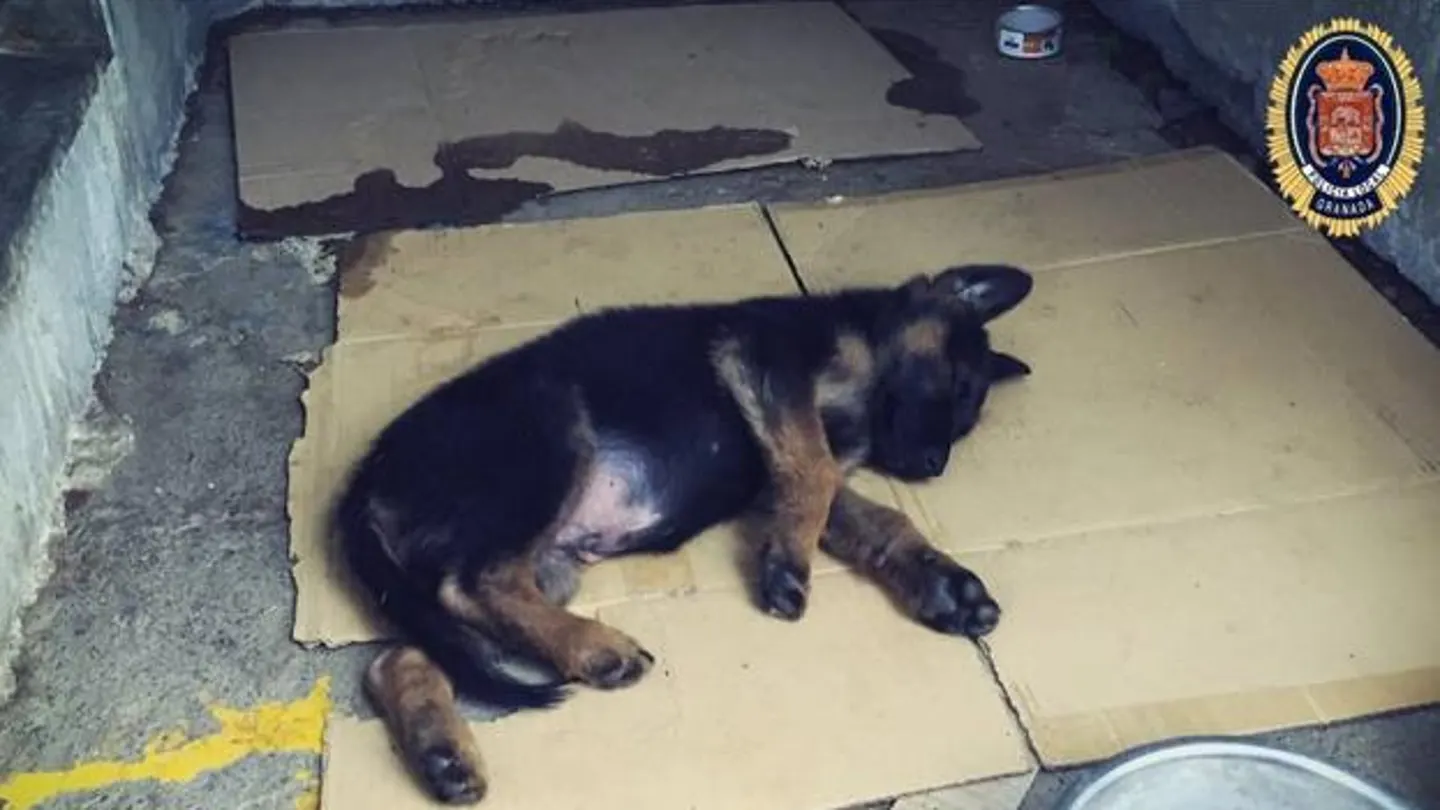 El cachorro que adoptará la Policía Local de Granada El cachorro que adoptará la Policía Local de Granada