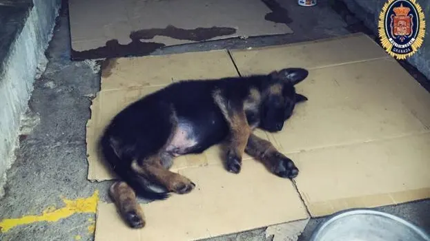 El cachorro que adoptará la Policía Local de Granada