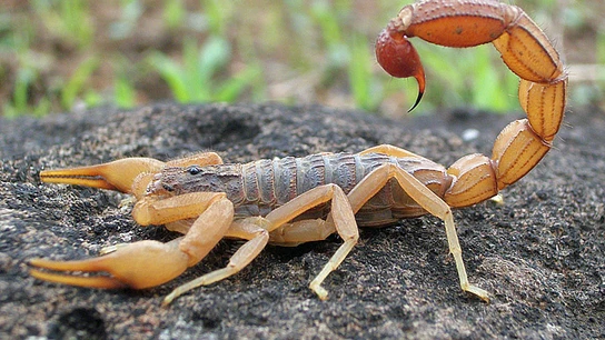 Imagen de un escorpión Veneno de escorpion para hacer llegar farmacos al cerebro