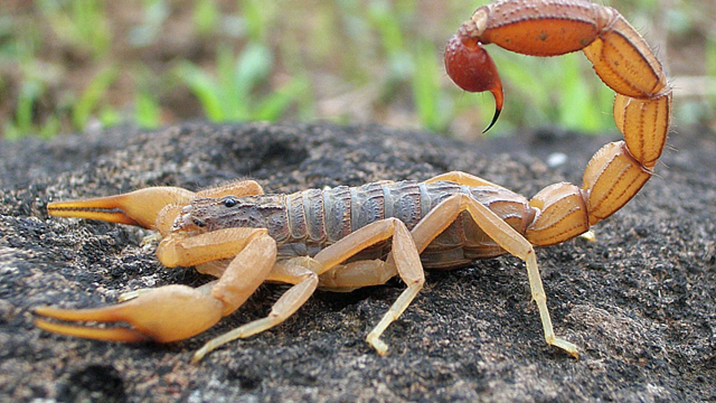 Imagen de un escorpión Veneno de escorpion para hacer llegar farmacos al cerebro
