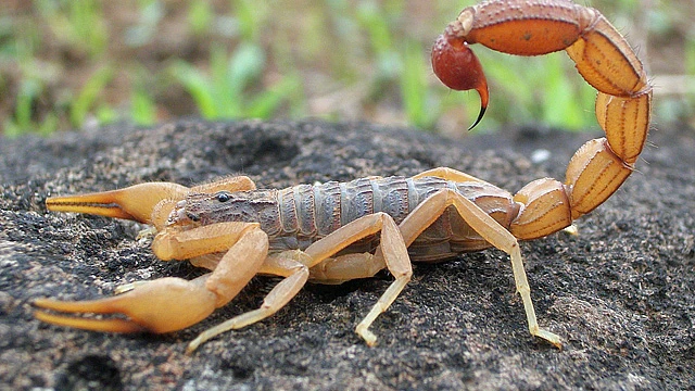 Veneno de escorpion para hacer llegar farmacos al cerebro