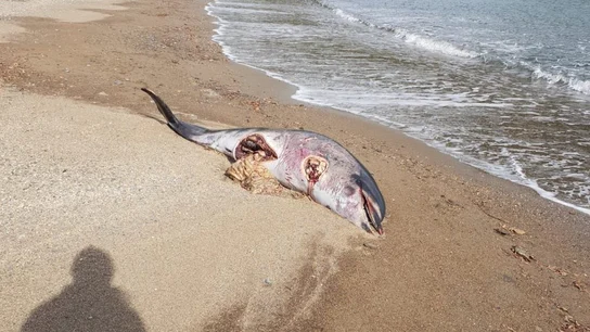 Un delfín aparece muerto con un gran corte en el vientre y sin aleta en una playa de Girona Un delfín aparece muerto con un gran corte en el vientre y sin aleta en una playa de Girona