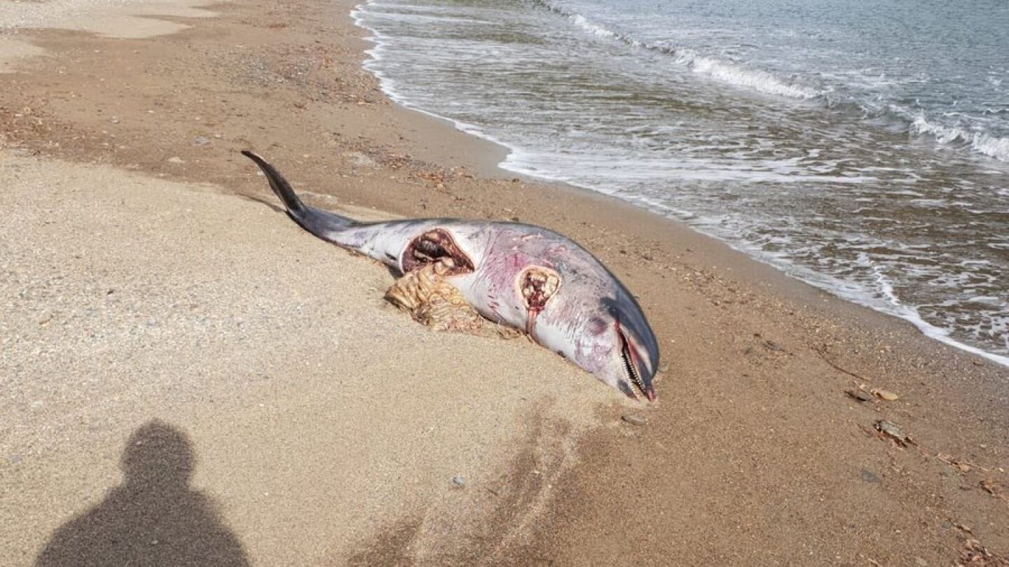 Un delf&iacute;n aparece muerto con un gran corte en el vientre y sin aleta en una playa de Girona