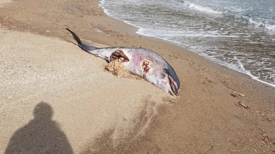 Un delfín aparece muerto con un gran corte en el vientre y sin aleta en una playa de Girona Un delfín aparece muerto con un gran corte en el vientre y sin aleta en una playa de Girona