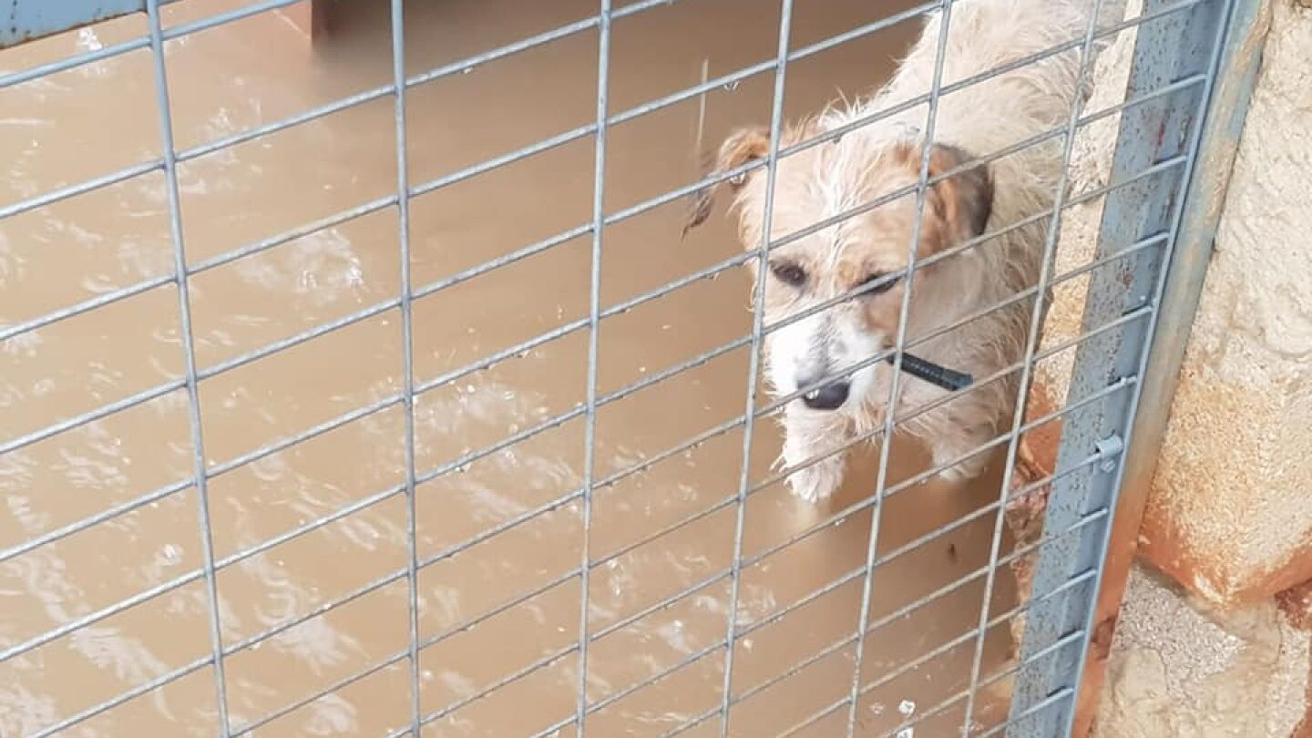 Inundaci&oacute;n en un protectora de animales valenciana