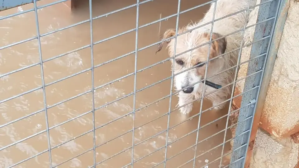 Inundación en un protectora de animales valenciana