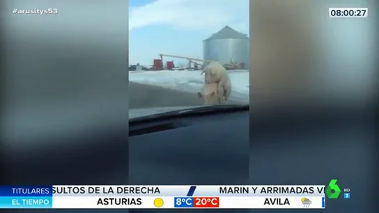 Dos cerdos copulan en mitad de una carretera Dos cerdos copulan en mitad de una carretera