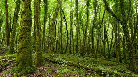 Irlanda Irlanda