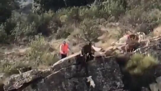 Dur&iacute;simas im&aacute;genes de c&oacute;mo 12 perros se despe&ntilde;an por un barranco ante la irresponsabilidad de un cazador