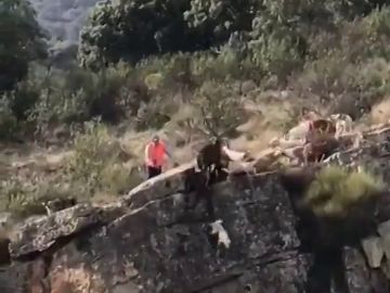 Durísimas imágenes de cómo 12 perros se despeñan por un barranco ante la irresponsabilidad de un cazador