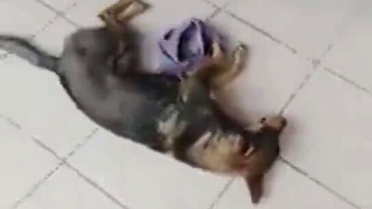 El indignante v&iacute;deo de un veterinario que se neg&oacute; a atender a un perro atropellado porque no sab&iacute;a si le iban a pagar