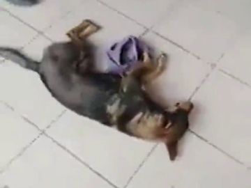 El indignante vídeo de un veterinario que se negó a atender a un perro atropellado porque no sabía si le iban a pagar El indignante vídeo de un veterinario que se negó a atender a un perro atropellado porque no sabía si le iban a pagar