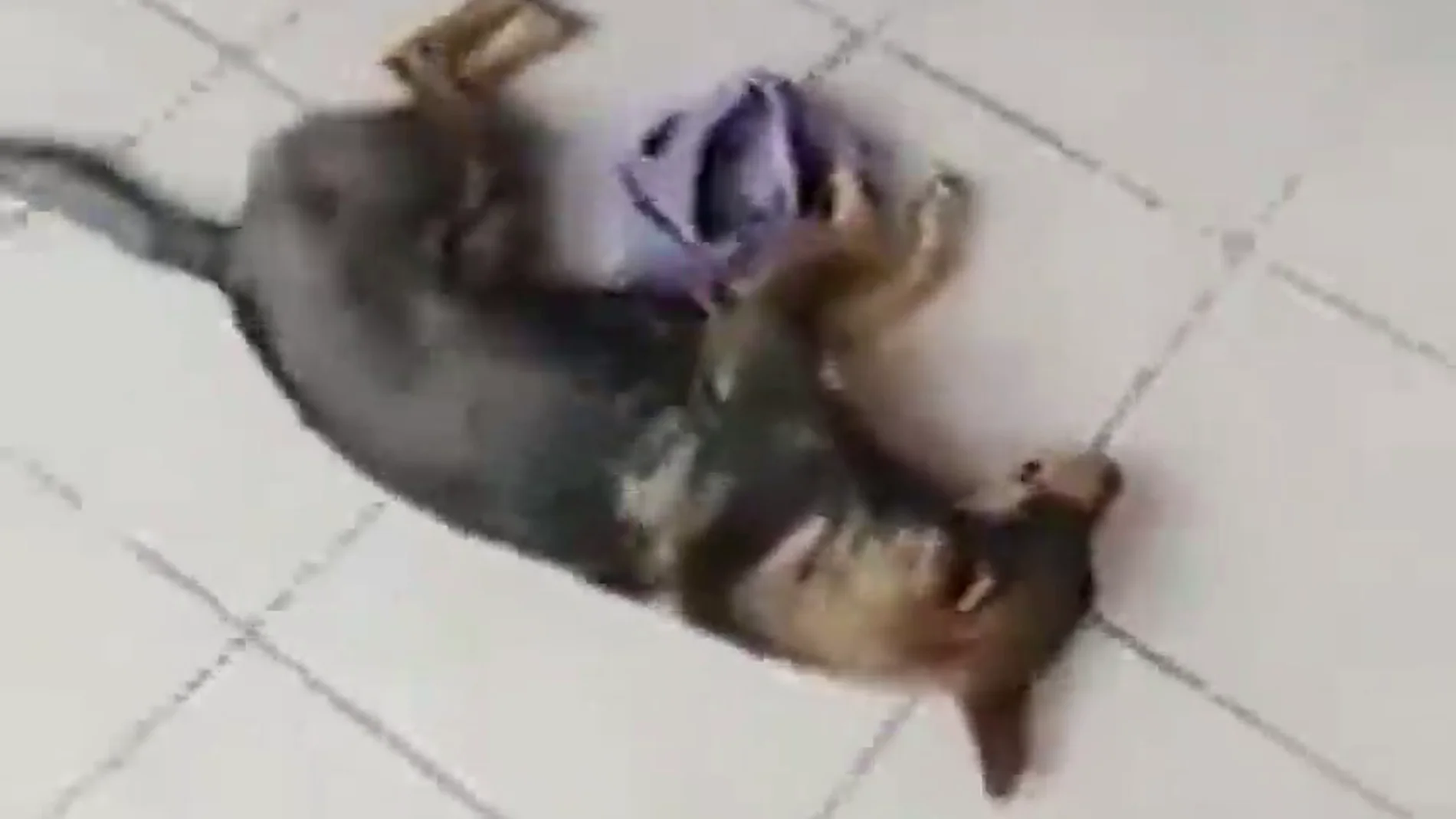 El indignante vídeo de un veterinario que se negó a atender a un perro atropellado porque no sabía si le iban a pagar