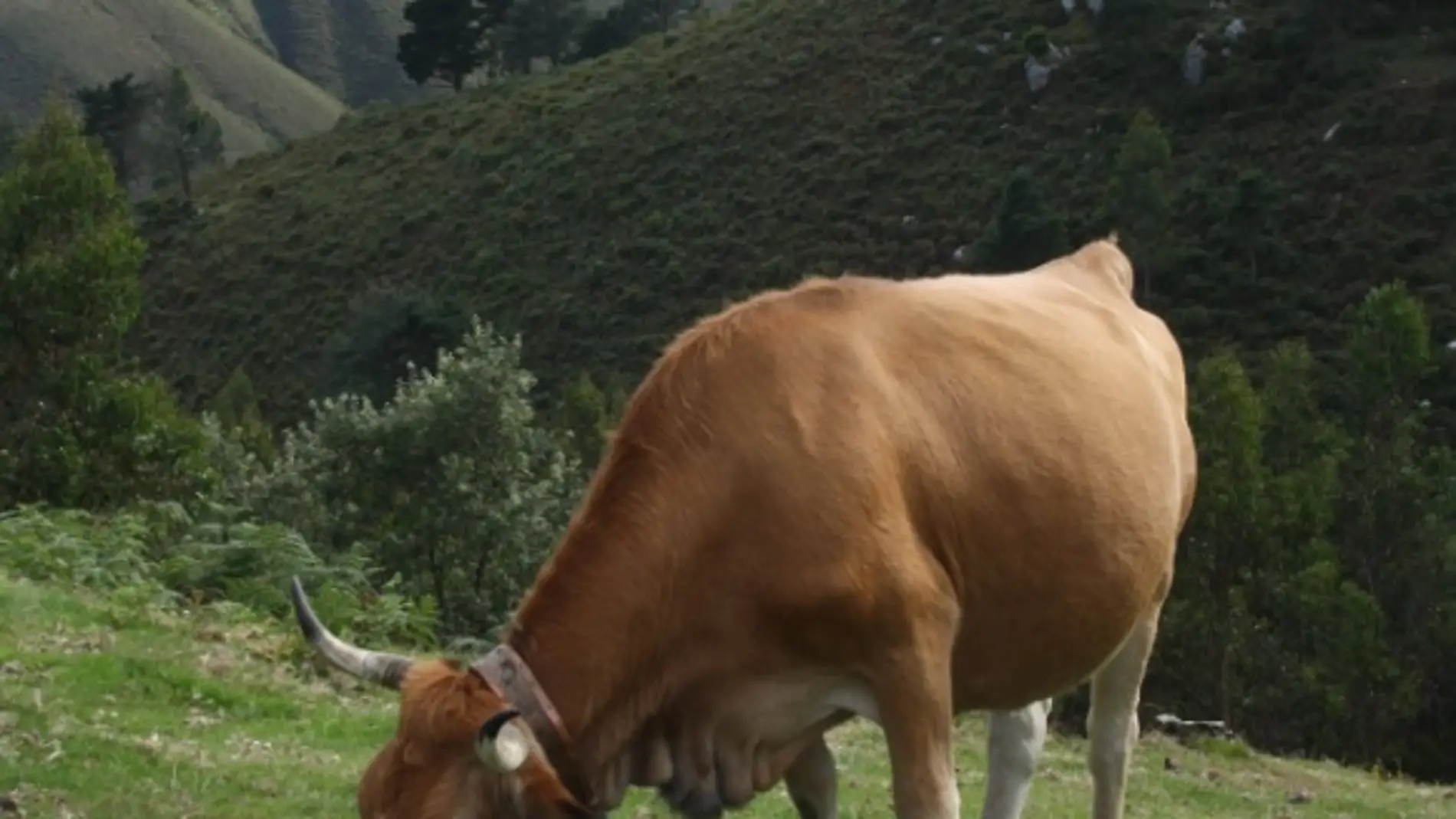 Científicos de Galicia y de León ven claras diferencias entre la alimentación ecológica, convencional basada en piensos y convencional basada en pastoreo