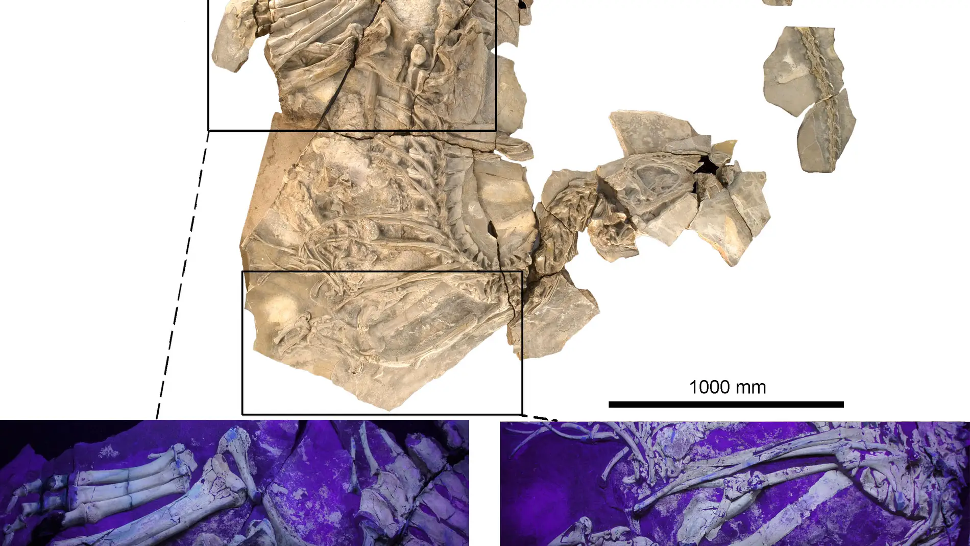 Fotografía del fósil de Concavenator, con dos ampliaciones de las extremidades, obtenidas con luz ultravioleta. | UAM-UNED