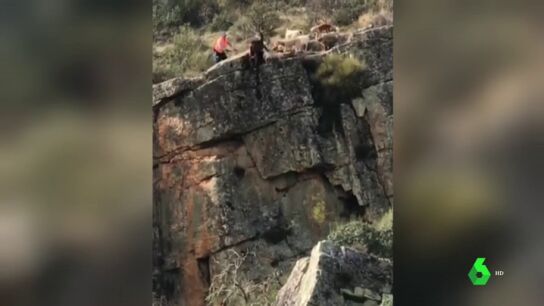 Pacma denuncia al due&ntilde;o de los perros que se despe&ntilde;aron por un barranco por maltrato animal