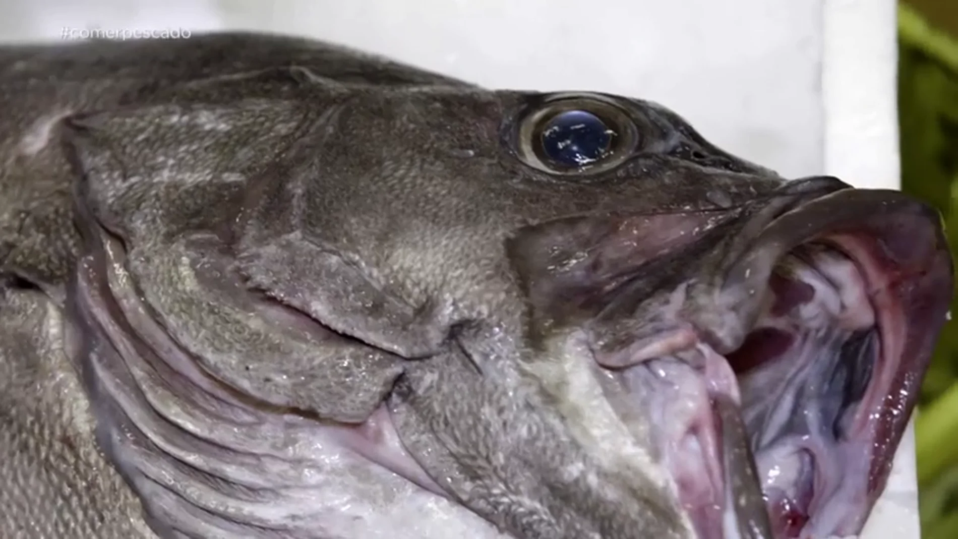 De los más de 216.000 kilos de pescado fresco, 38 son mero: las sorprendentes cifras de la especie que más "disfrazan" los restaurantes