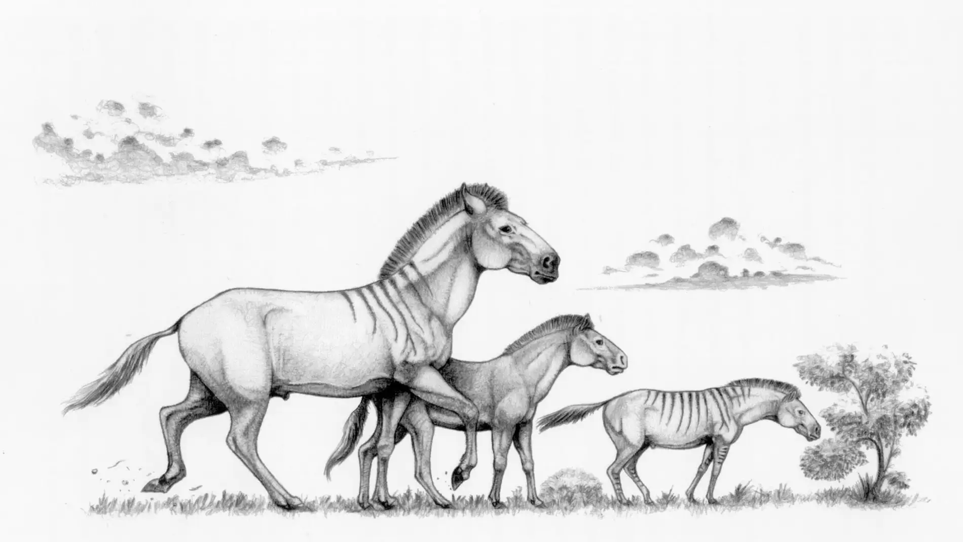 Recreación de tres formas distintas del caballo enano Hipparion