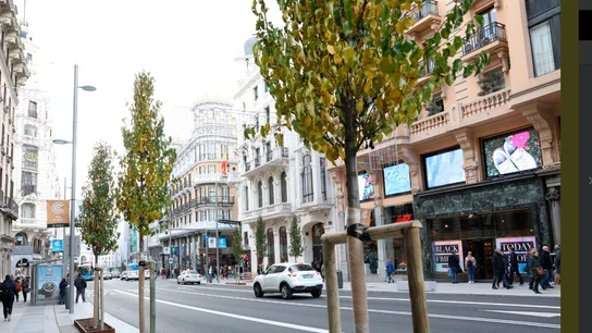 El Ayuntamiento de Madrid planta perales en la Gran Vía El Ayuntamiento de Madrid planta perales en la Gran Vía