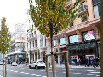 El Ayuntamiento de Madrid planta perales en la Gran Vía El Ayuntamiento de Madrid planta perales en la Gran Vía