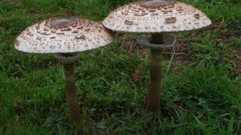 Setas lepiotas