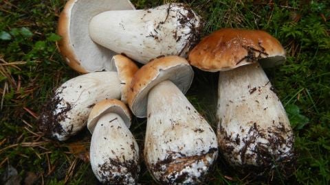 Boletus de la Serranía de Albarracín