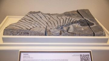 Imagen del fósil encontrado del herbívoro más antiguo