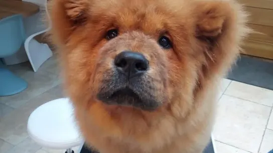 Imagen del cachorro que encerraron por morder a un policía en Reino Unido Imagen del cachorro que encerraron por morder a un policía en Reino Unido