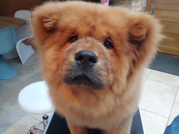 Imagen del cachorro que encerraron por morder a un policía en Reino Unido Imagen del cachorro que encerraron por morder a un policía en Reino Unido