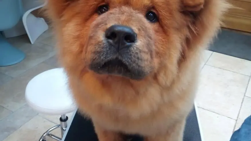 Imagen del cachorro que encerraron por morder a un policía en Reino Unido