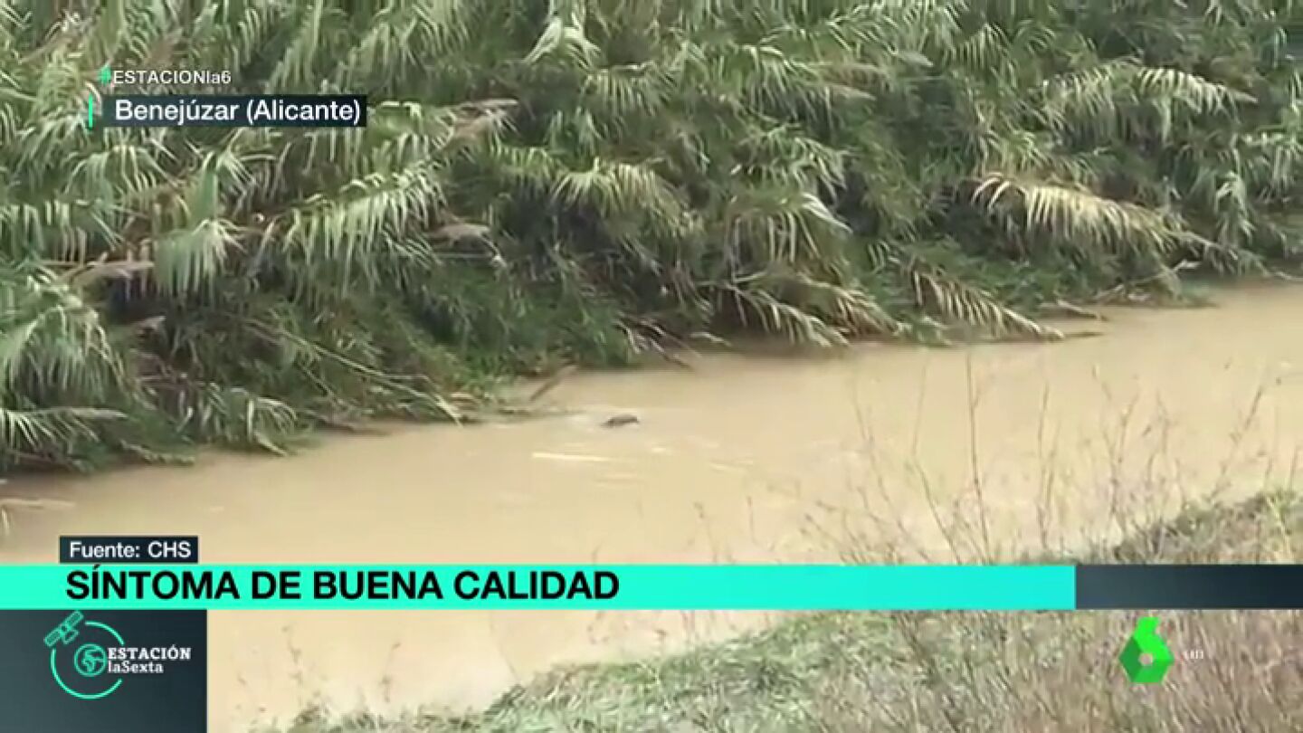 Nutria en el r&iacute;o Segura