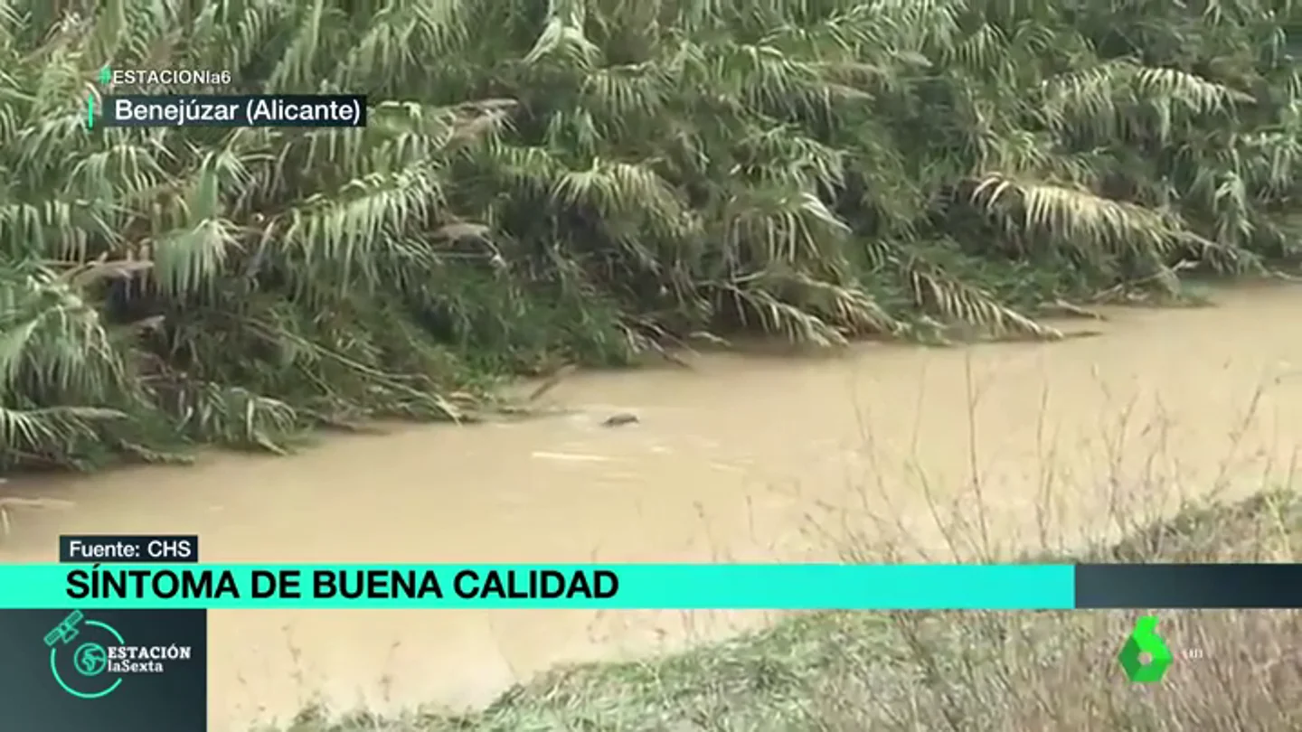 Nutria en el río Segura Nutria en el río Segura