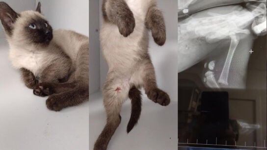 Maltrato animal a un gato