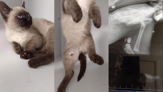 Maltrato animal a un gato Maltrato animal a un gato