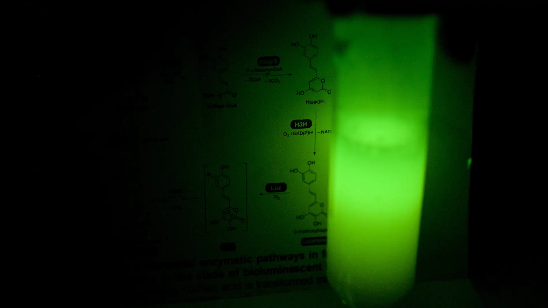 Células de levadura bioluminiscentes