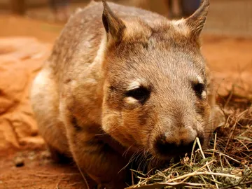 Los wómbats son los únicos animales que defecan excrementos cuadrados  Los wómbats son los únicos animales que defecan excrementos cuadrados