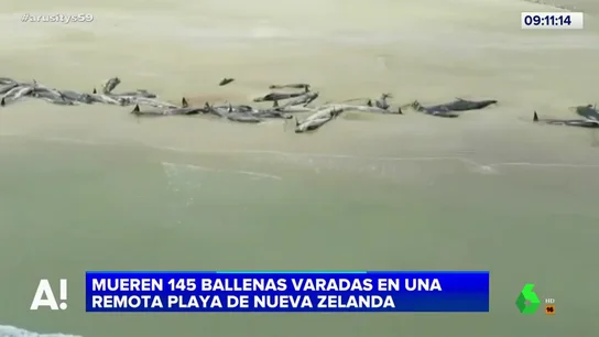 Ballenas varadas en una playa de Nueva Zelanda Ballenas varadas en una playa de Nueva Zelanda