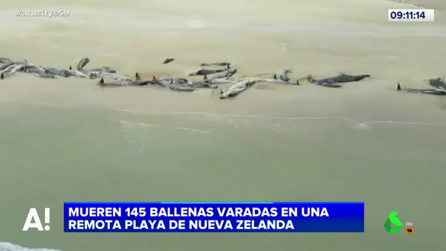 Ballenas varadas en una playa de Nueva Zelanda