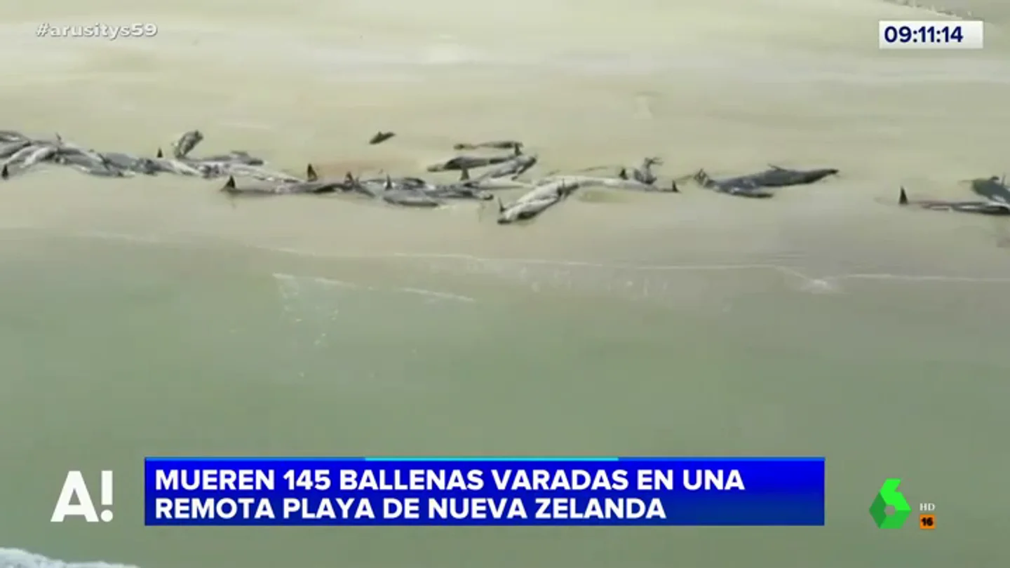 Ballenas varadas en una playa de Nueva Zelanda Ballenas varadas en una playa de Nueva Zelanda