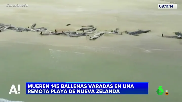 Ballenas varadas en una playa de Nueva Zelanda