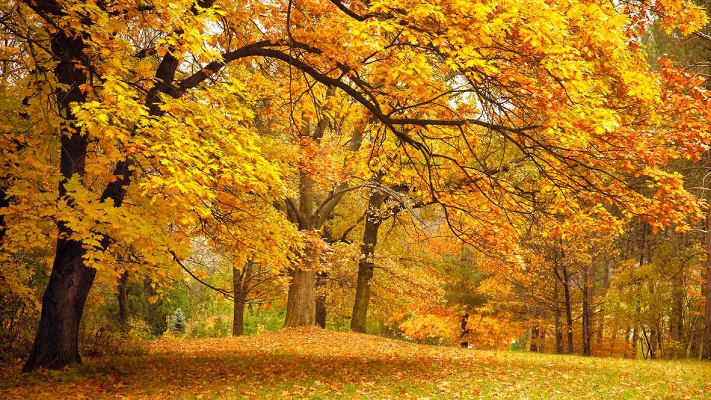 Hojas de los &aacute;rboles en oto&ntilde;o