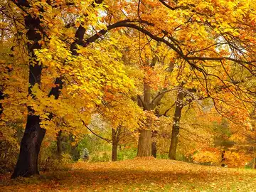 Hojas de los árboles en otoño Hojas de los árboles en otoño