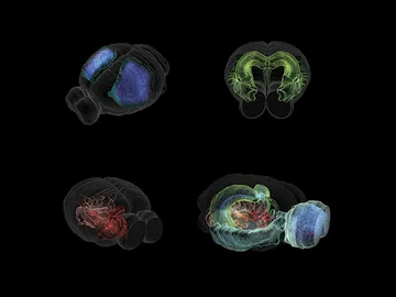 Blue Brain Project Blue Brain Project