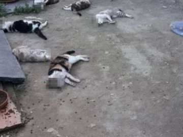 Algunos de los gatos brutalmente asesinados en el albergue Algunos de los gatos brutalmente asesinados en el albergue