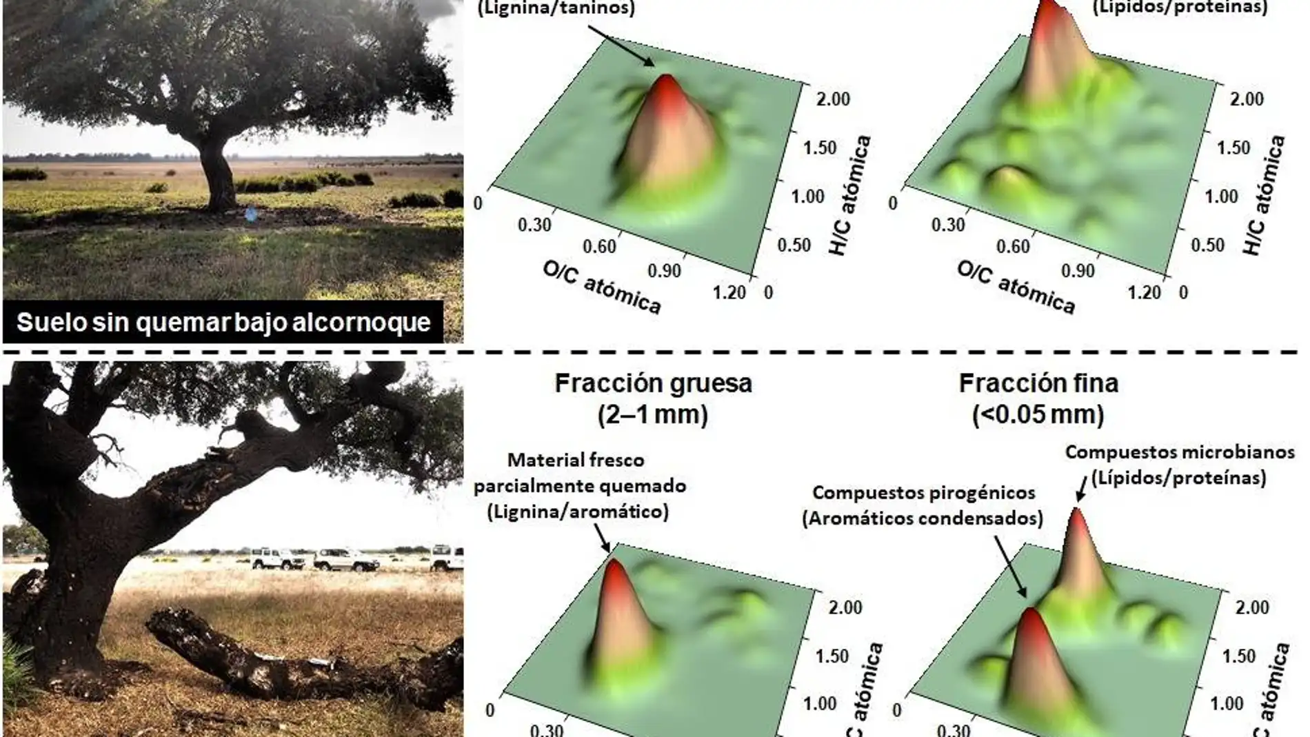 La materia organica de los suelos quemados se vuelve mas resistente a la biodegradacion