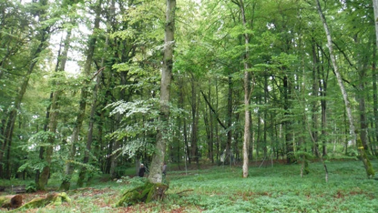Imagen de archivo de un bosque Imagen de archivo de un bosque