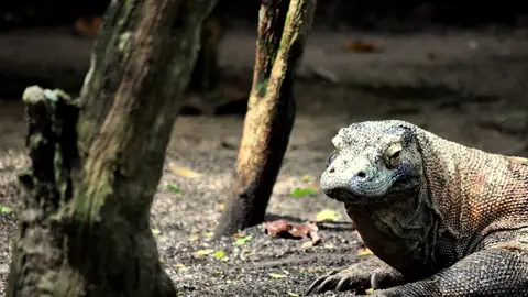 Komodo Komodo